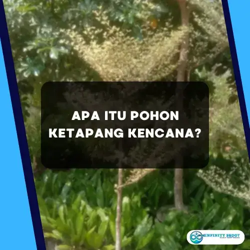 Apa itu Pohon Ketapang Kencana